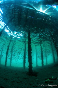 Sunrays & Fish by Marco Gargiulo 